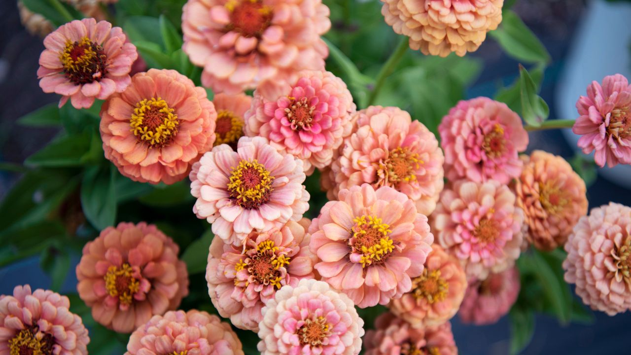 a bucket full of oklahoma salmon zinnias