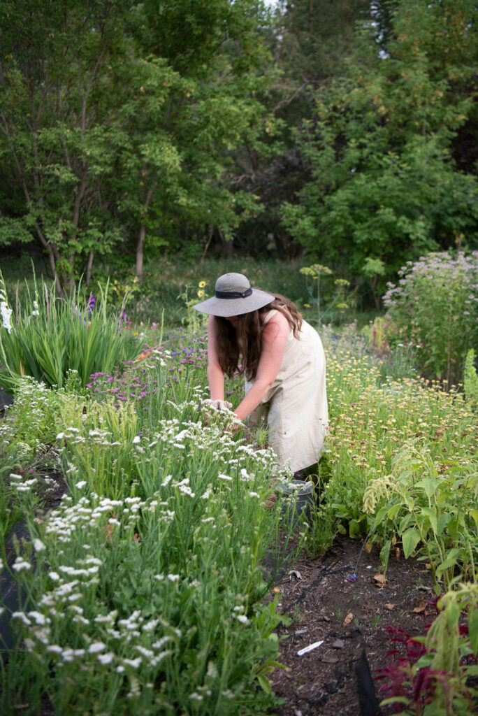 A woman in beige dress and hat picking flowers in a cut flower garden.