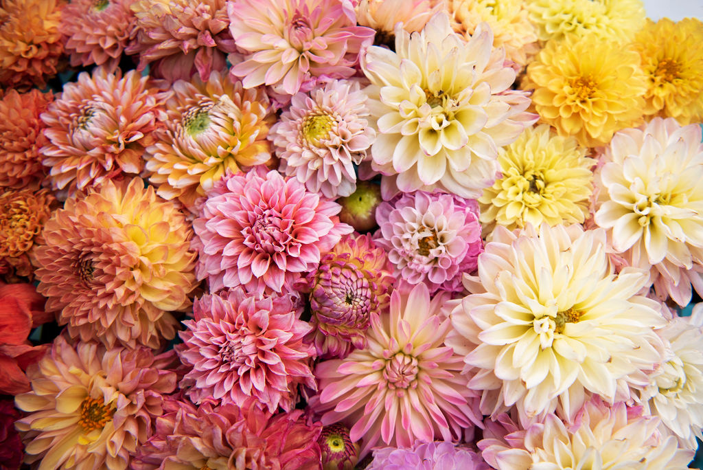 flatly of dahlias in peach, orange, pink, white, and yellow