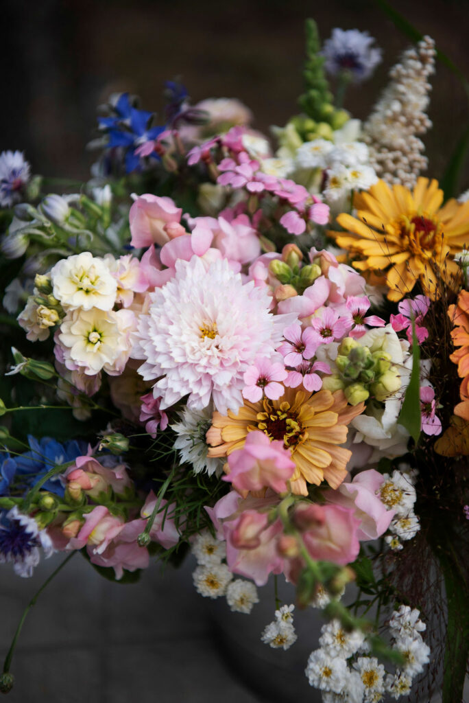A bundle of flowers in pinks, peaches, and blue--cosmos saponaria, zinnias, stock, and snapdragons
